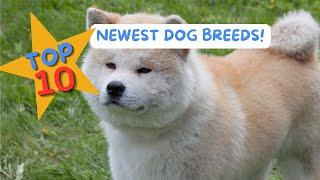 Meet the Top 10 Newest Dog Breeds of 2024!  | AKC & FCI Recognitions