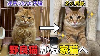 【野良猫から家猫へ】迷子になって鳴いていた子猫を保護した2ヶ月の記録