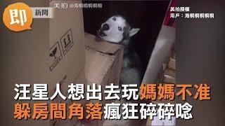 汪星人想出去玩媽媽不准　躲房間角落瘋狂碎碎唸