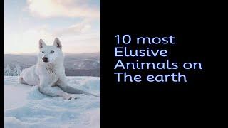 10 most elusive animals on the Earth