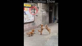 New Funny Animals Dubbing Hindi Part 70 | #shortvideo | #shorts | #dog | #beer | #desicomedy