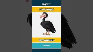  scavenger - мусорщик : давайте учить английский
