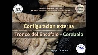 N2 | Configuración externa: tronco encefálico y cerebelo | Anatomía 2 | FMed UBA