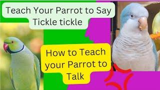 How to Teach your Parrot to Talk | Teach Your Parrot to Say Tickle Tickle | Quaker Parrot Talking 