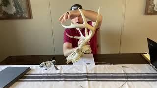 Deerassic At Home - Antler Scoring