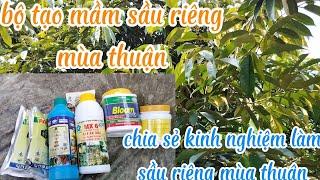 chia sẻ kinh nghiệm làm sầu riêng mùa thuận bộ tạo mầm mùa thuận