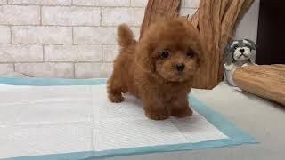 Teacup Poodle - Nano