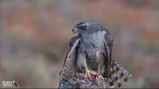 Northern goshawk / azor (Accipiter gentilis)