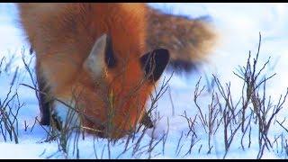 Ответ на видео "Что делает лиса?" - Вопросы и Ответы | Film Studio Aves