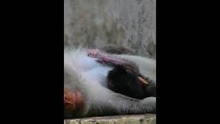 Newborn baby monkey hug mom sleep