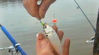 How to Hook, Rig Shad and Herring for Striper Fishing. EPIC TRICK I HAVE NEVER SHARED BEFORE! Simrad