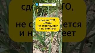 Чтобы чеснок не желтел и не стрелковался! #дача #огород #сад #подкормка #урожай #чеснок