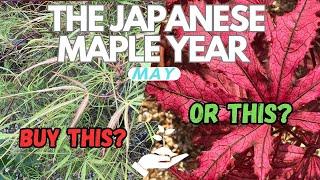 30 Japanese Maples to choose from and 18 top tips!