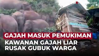 Kawanan Gajah Liar Serang Permukiman di Lampung, 9 Gubuk Warga Rusak | OneNews Update