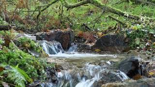 Hunsrück - Wandern Lautenbach (nahe Grimburg) - 4K Video (Bachlandschaft)