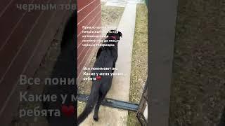 Чук и Гек #куры #собака #спасенноеживотное #преданность #зоопсихолог #любовь #деревенскаяжизнь