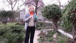 Декоративная жимолость для дизайна сада.  Какая лучше!?