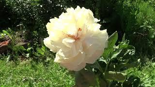Пион Блонд Вижн / Peony Blond Vision - Сад на Волхове