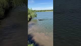Выдры плавают парно #funny #рыбалка #кабан #fishing #лесной #hunting ##carpfishing #carp