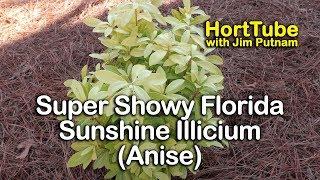 Super Showy Shade Shrub Florida Sunshine Illicium