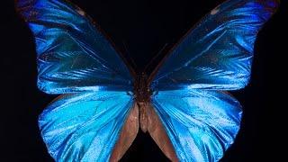 What Gives the Morpho Butterfly Its Magnificent Blue? | Deep Look