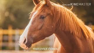 AMADO EDILSON-CAVALO CAMPEÃO  LETRA NA DESCRIÇÃO