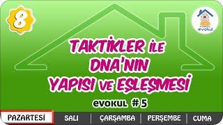 Taktikler ile DNA'nın Yapısı ve Eşlenmesi | 8.Sınıf #uzaktanegitim #evokul Kampı