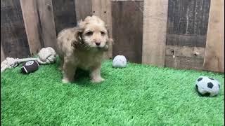 TOY COCKAPOO PUPPY | PuppyHeaven.com