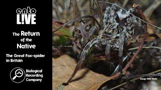 The Return of the Native: The Great Fox-spider in Britain