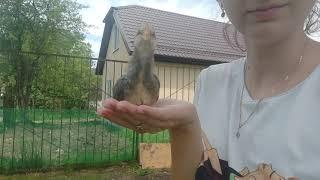 Я в ШОКЕ! Разбила яйцо, а там малыш, что теперь с ним будет! Опять проблемы с инкубацией перепелов