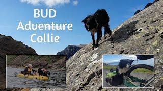 Bud the bikepacking, packrafting adventuring collie dog