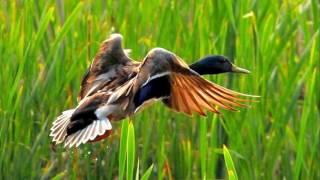 Birds in Spring (HD1080p)