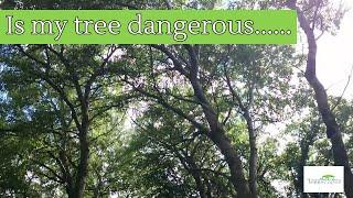 How To Know If A Tree Is Dangerous - Dangerous Trees Video