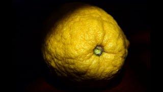 A Kosher Etrog - What's the Difference Between an Etrog and a Crafted Etrog?