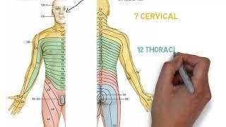 Dermatomes