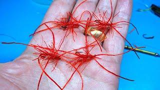 Tying an Apps Blood Worm by Davie McPhail