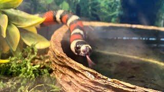 My pet Tour!