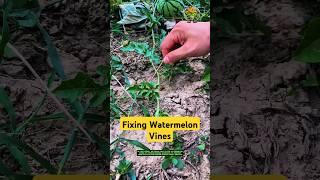 Fixing Watermelon Vines: How to Strengthen Support to Prevent Wind Damage and Promote Healthy Growth