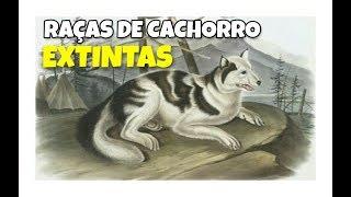 RAÇAS DE CACHORRO EXTINTAS. Cinobras TV - Tudo sobre Cinofilia.