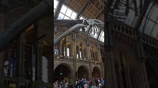 National History Museum. You can see animal fossils here. #londonlife #londono #museumoflondon