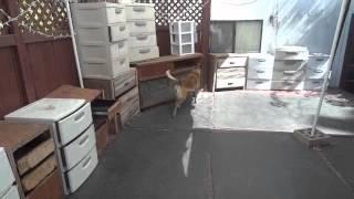 Nose Work Dog Training! Andrew Ramsey K9 Training Services