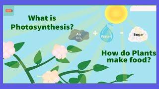 Photosynthesis | How do plants make food? | science for kids