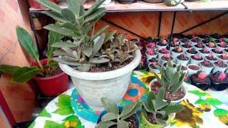 #487 Let's Propagate again....Kalanchoe Tomentosa Variety.. Succulent Davao