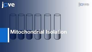 Mitochondrial Isolation From Skeletal Muscle l Protocol Preview