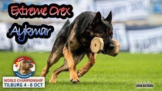 WUSV 2017 Marek Cerny Extreme Orex Aykmar Obedience B 93pts