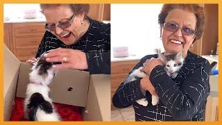 NEW KITTEN SURPRISE COMPILATION 2024 | WHOLESOME SURPRISE MOMENTS