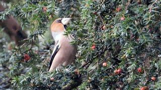 Parkend Birding    4K