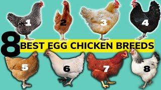 TOP 8 BEST CHICKEN BREEDS FOR EGGS,their ORIGIN,No. of EGGS PER YEAR, EGG SIZE and much more!