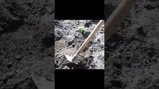 Как спасти картофель от заморозков