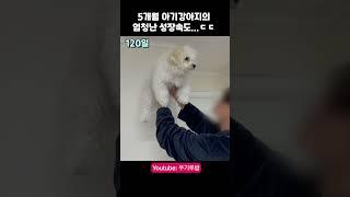 선생님.. 소형견이라면서요..? 아기강아지의 입양 후 미친 성장과정